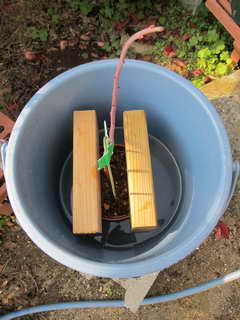 1201095364 ティフブルー、水をなじませる