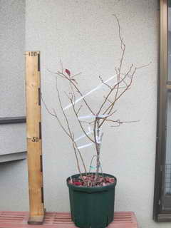 バルドウィン[14]剪定後