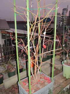 1201095387 ティフブルー剪定後