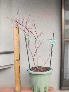 スパルタン／ノーザンハイブッシュ系ブルーベリー