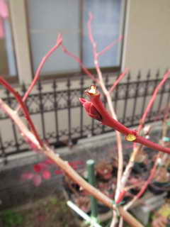 スパルタン、花芽