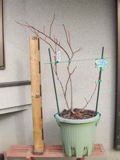 スパルタン剪定後