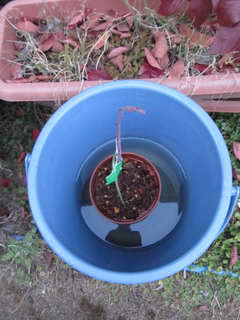 1201105424 ティフブルー