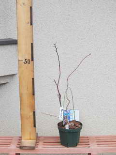 スパルタン／ノーザンハイブッシュ系ブルーベリー、剪定前