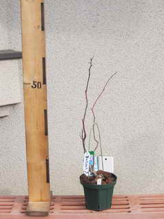 スパルタン／ノーザンハイブッシュ系ブルーベリー、剪定後