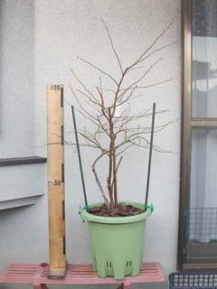 ホームベル／ラビットアイ系ブルーベリー、剪定後