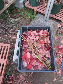 ホームベルの枝葉