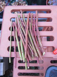 ホームベルの穂木