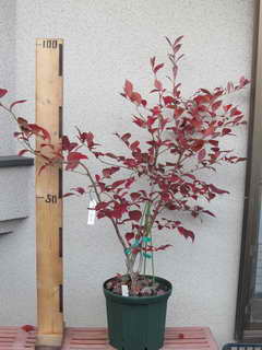 ホームベル／ラビットアイ系ブルーベリー、剪定前