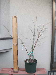 ホームベル／ラビットアイ系ブルーベリー、剪定後