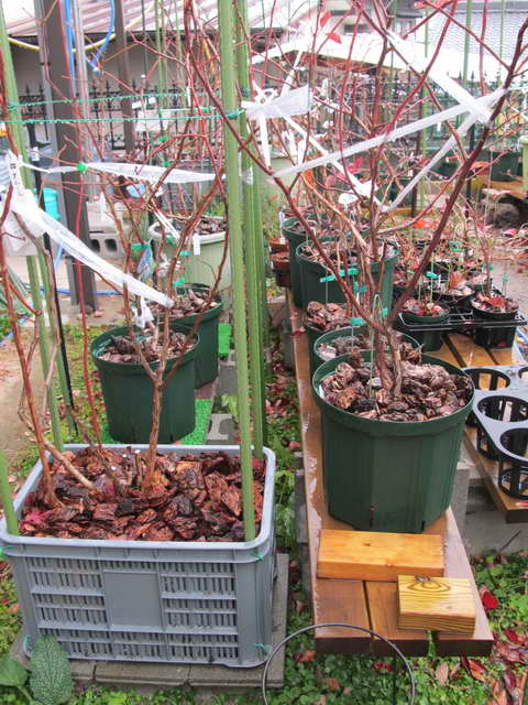 雨のブルーベリーの庭