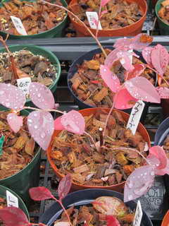 ブライトブルー／ラビットアイ系ブルーベリー