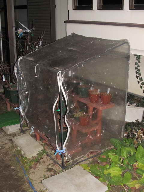 ブルーベリーのビニール温室