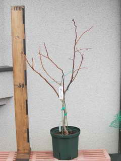 アーリーブルー／ノーザンハイブッシュ系ブルーベリー、植え替え前