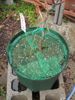 コガネムシ対策