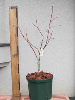 アーリーブルー／ノーザンハイブッシュ系ブルーベリー、植え替え後