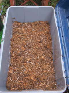 ブルーベリー用土作り３