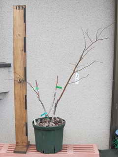 ホームベル／ラビットアイ系ブルーベリー、植え替え前