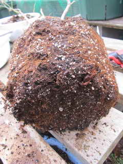 ホームベルの根鉢