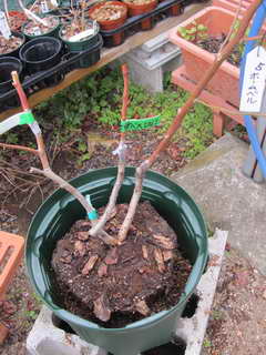 ホームベル１０号鉢