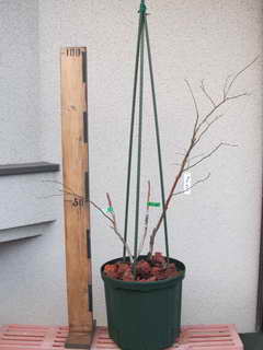 ホームベル／ラビットアイ系ブルーベリー、植え替え後