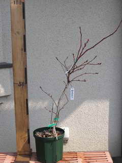 スパルタン[27]／ノーザンハイブッシュ系ブルーベリー、植え替え前