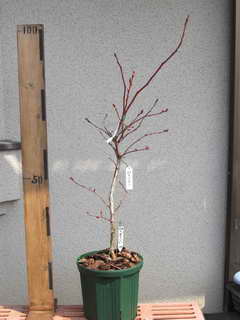 スパルタン[27]／ノーザンハイブッシュ系ブルーベリー、植え替え後