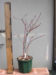 スパルタン[28]／ノーザンハイブッシュ系ブルーベリー、植え替え前