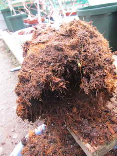 スパルタン[28]の根鉢