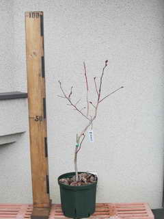 スパルタン[29]／ノーザンハイブッシュ系ブルーベリー、植え替え前