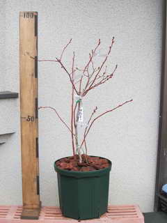 スパルタン[28]／ノーザンハイブッシュ系ブルーベリー、植え替え後