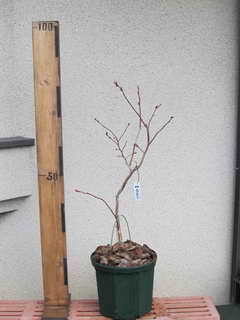 スパルタン[29]／ノーザンハイブッシュ系ブルーベリー、植え替え後