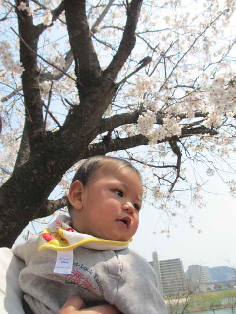 たっくんと花見