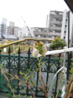 アーリーブルーの花