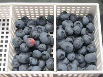 ブルーベリーの果実